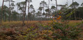 Forêt Domaniale du Gâvre