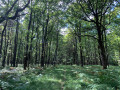 En forêt de Saint Evroult