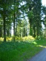 En forêt