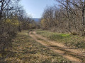 En forêt