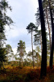 Forêt de Rennes: Circuit des Juteauderies