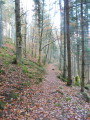 En forêt En forêt