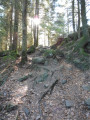 en forêt