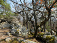 En haut du rocher de Ehrbergkopf