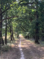 En lisière de forêt