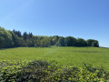 En lisière de la forêt