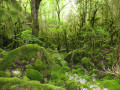 En montant le long du ruisseau D'Aucellon En montant le long du ruisseau D'Aucellon