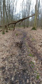 En pleine forêt