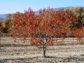 En redescendant du Mourre Nègre-18 Novembre 2017. En redescendant du Mourre Nègre-18 Novembre 2017.
