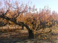 En redescendant du Mourre Nègre-18 Novembre 2017.