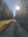 en sous bois
