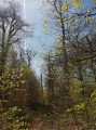 En sous-bois