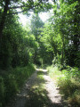 In the woods
