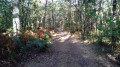 En sous-bois