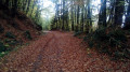 En sous-bois