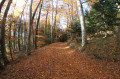 En sous-bois