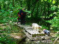 En sous bois En sous bois