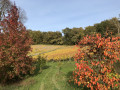 Encore des vignes !