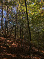 Encore les bois à l'automne
