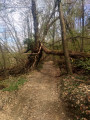 Encore un arbre tomber