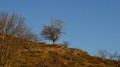Encore un arbre.