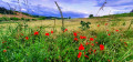Enfin des coquelicots!