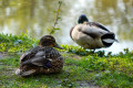 Enten am Fröschauer Weiher