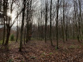 Promenade à travers champs et petits bois à la Héroudière Promenade à travers champs et petits bois à la Héroudière