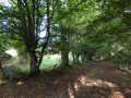 Entre bocage et forêt