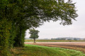 entre bois et vignes