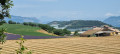 Entre champs de lavande et de blé