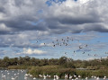 Entre ciel et marais : double ballet camarguais