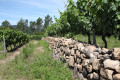Entre "faïsses" et vignes Entre "faïsses" et vignes
