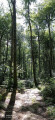 Entre les arbres et le bruit de l'eau
