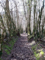 Entre les arbres