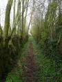 Entre les arbres Entre les arbres