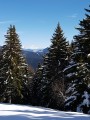 entre les sapins le Mont Blanc