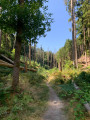 Entre les sapins