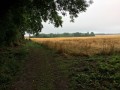 Entre plaine et forêt