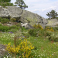 Entre Védrines et Vaches