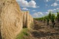 Entre vignes et prairies