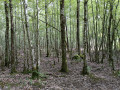 Boucle en forêt de Rumilly-les-Vaudes