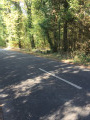 Entrée en forêt