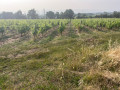 Entrée sur le champs de vignes après les fruitiers