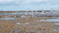 Envol de mouettes