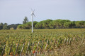 Boucle de Moulis en Médoc par le Moulin de Tiquetorte