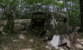 Epave dans le bois grand