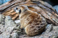 Erdmännchen