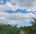 Escadrille sauvage au-dessus du sentier