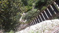Escalier du Mont Gaussier
